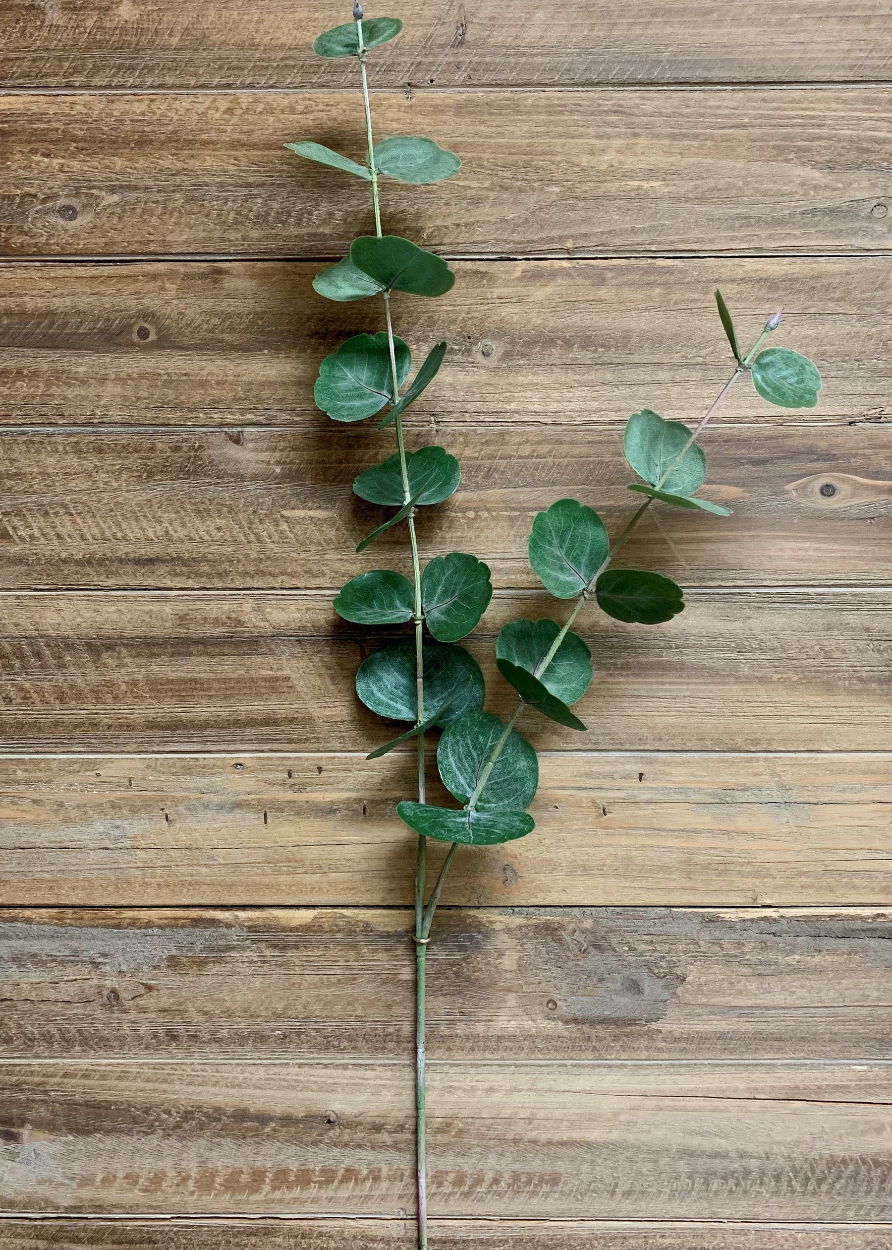 38" Fresh Touch Silver Dollar Eucalyptus Spray