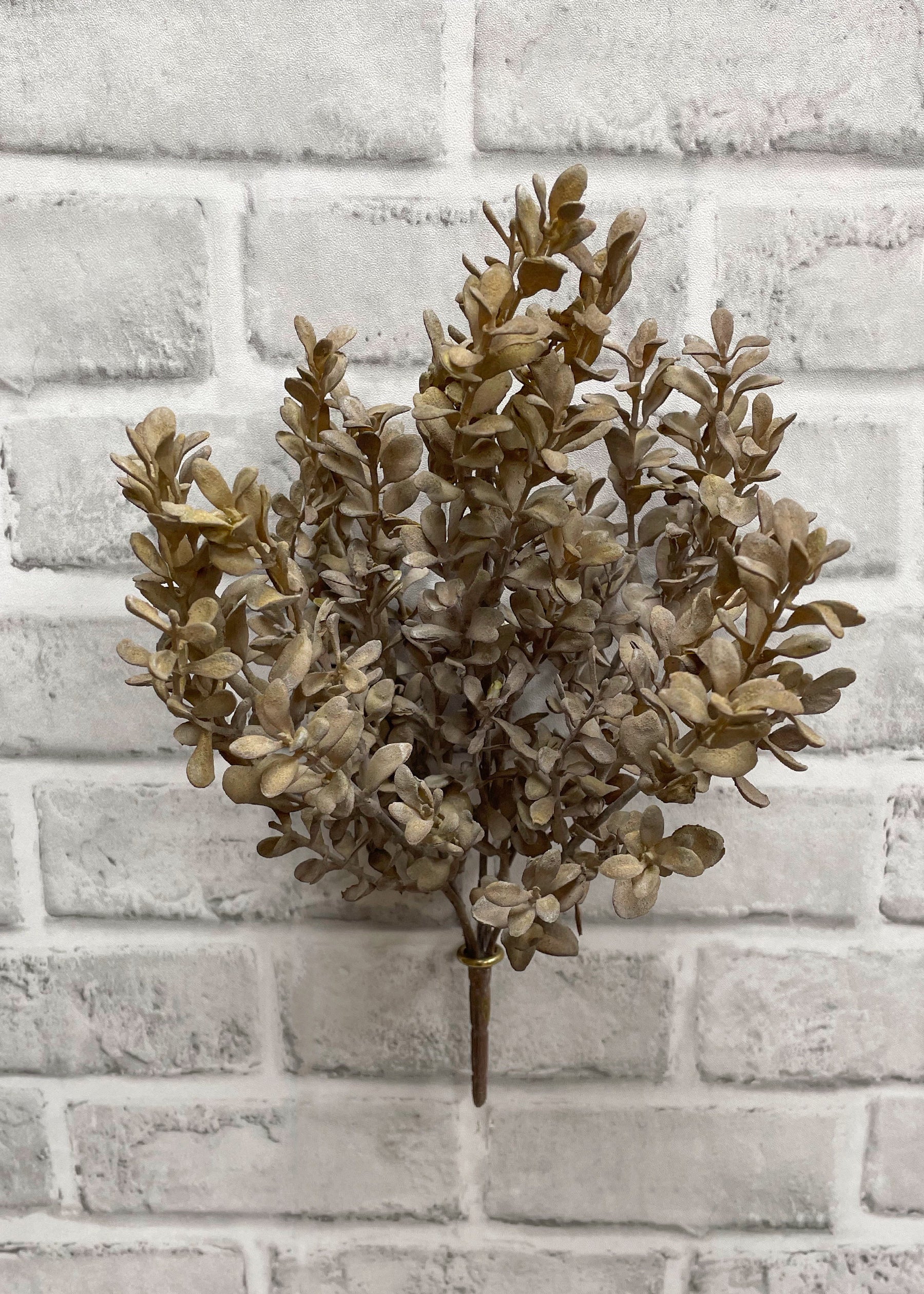 12" Light Brown Boxwood Bush