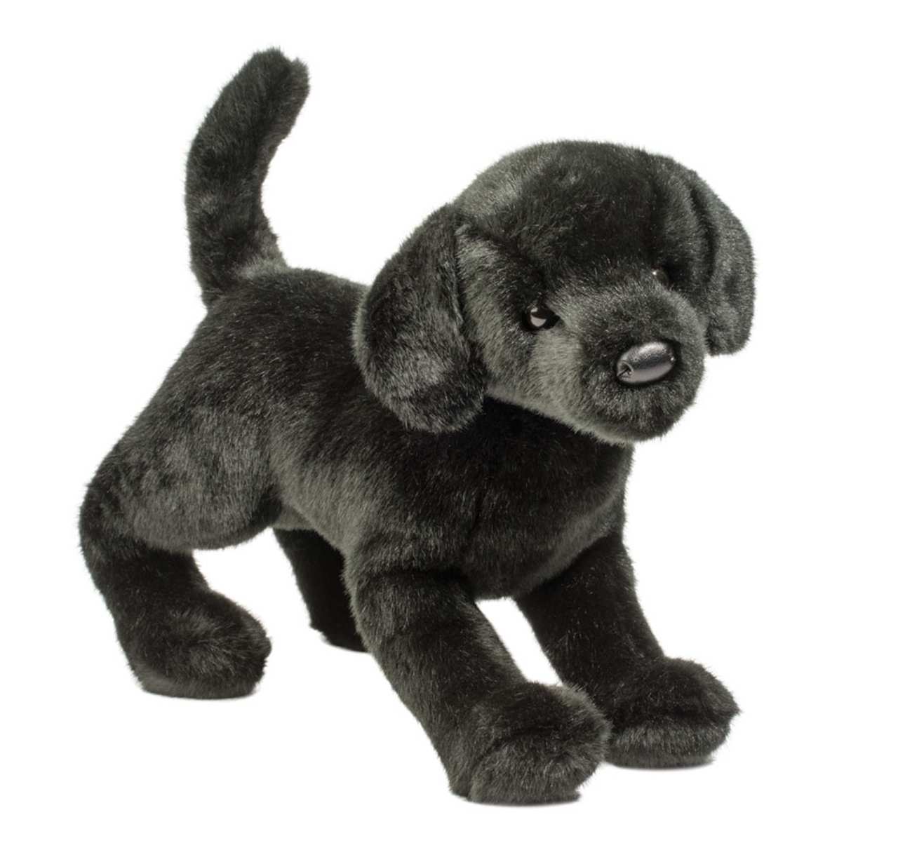 Chester Black Lab