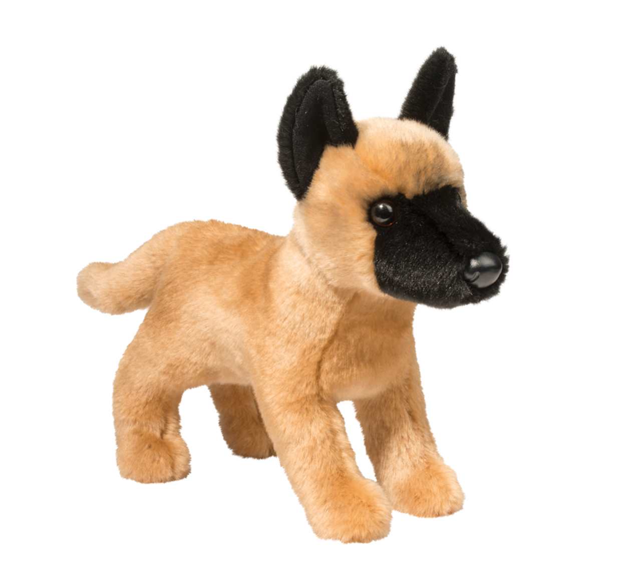 Klaus, Belgian Malinois