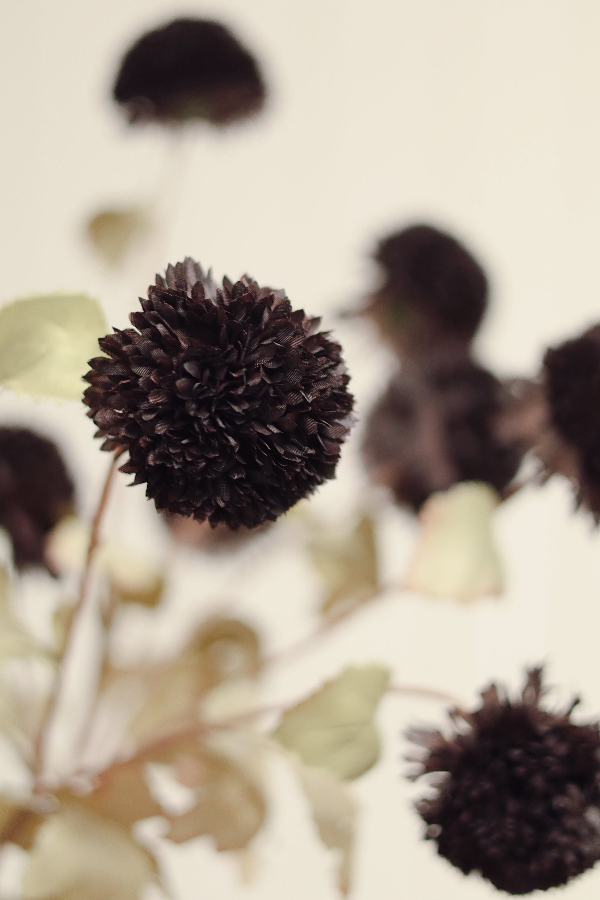 Pom Pom Floral Spray, Midnight