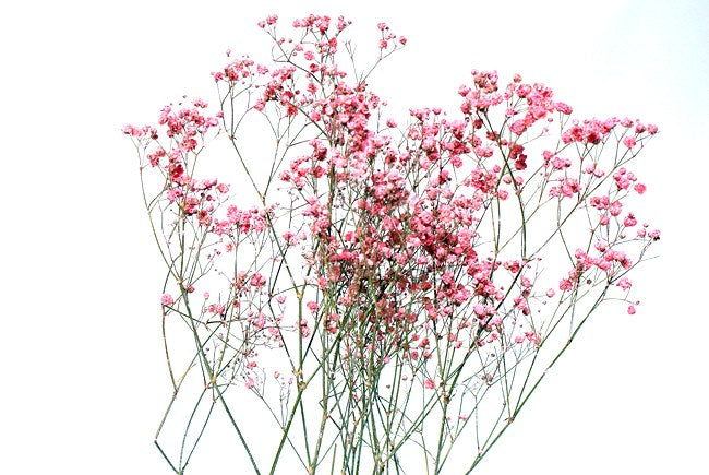 Gypsophila Pink 22" 5 Stem